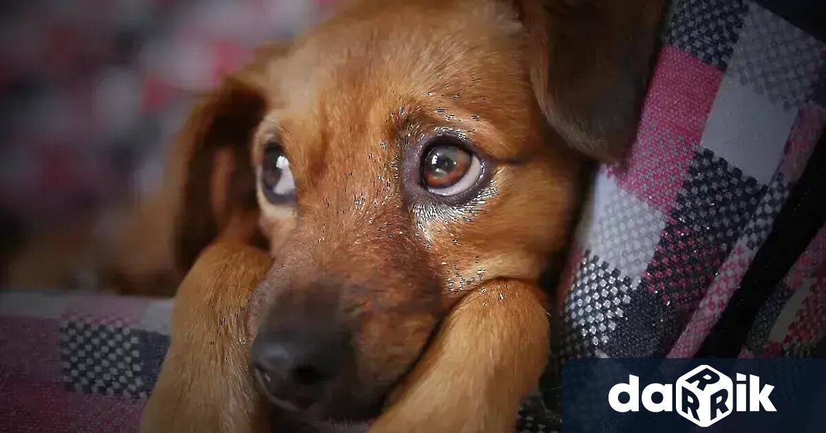 Мъж от Бургаско е задържан от полицията заради убийството на