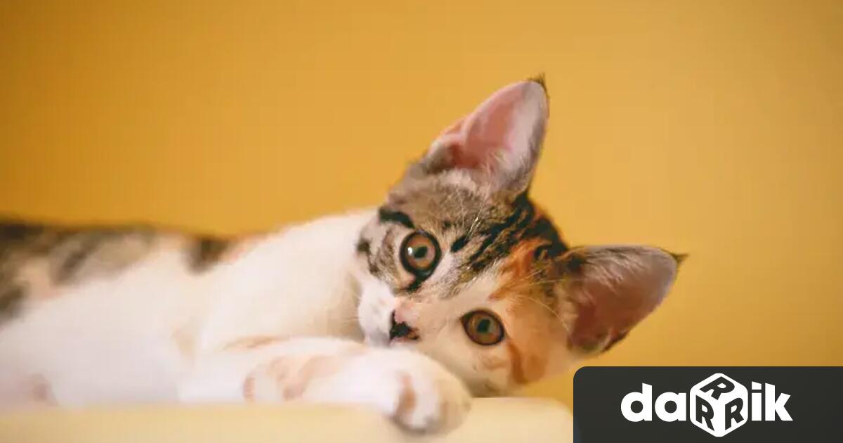 Районна прокуратура Ямбол се самосезира по публикации в интернет пространството