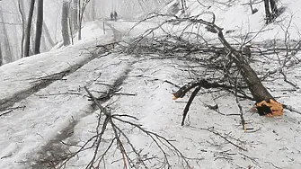 Снегът създаде проблеми с паднали дървета във видинско