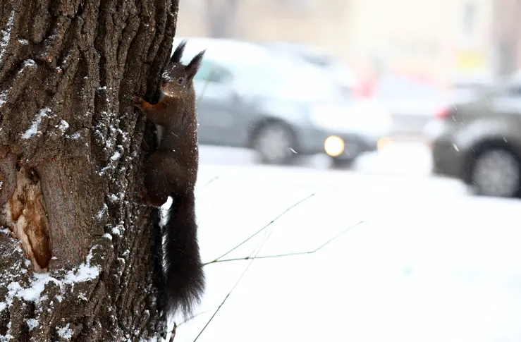 СДВР зове столичани: Ако не се налага да шофирате, оставете автомобилите