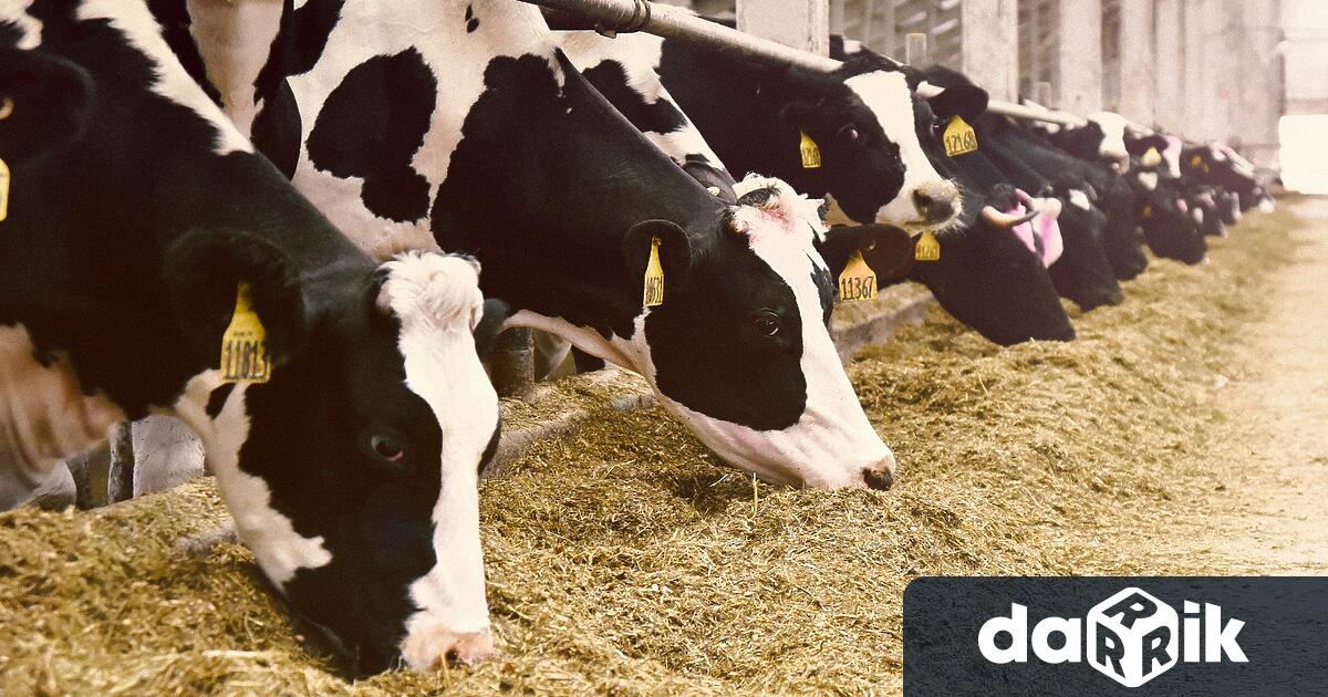 Ново огнище на болестта син език по преживните животни е