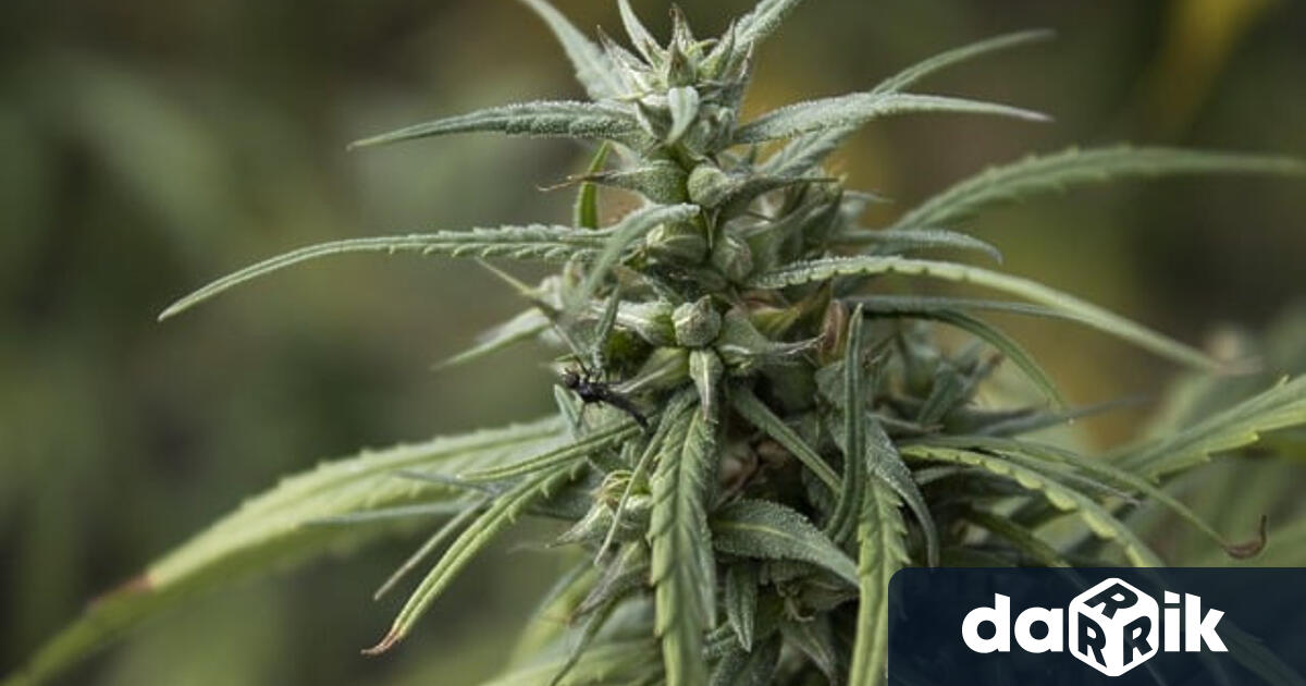 При полицейска проверка в Козлодуй откриха канабис в 19 годишна