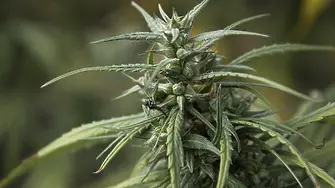 Полицията откри канабис в колата на 19-годишна от Козлодуй