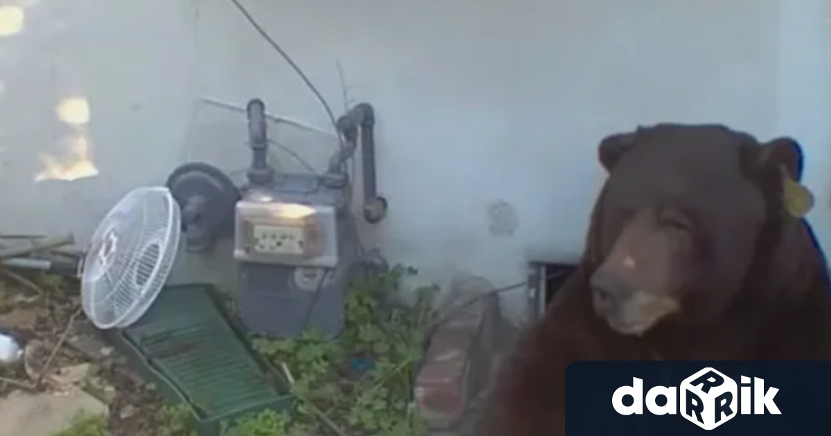 Докато повечето хора се борят с мишки в мазетата си