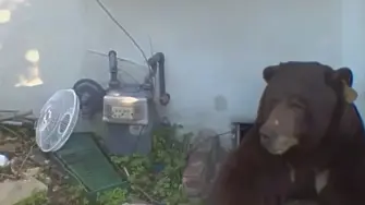 „Помощ! 250-килограмова мечка влиза в мазето ми, изпочупи ми тръбите“ (ВИДЕО) 