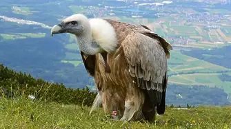 Рекорден брой белоглави лешояди у нас – преброиха 654 птици