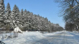 Интензивно работиха пожарникари по сигнали за паднали дървета и клони по пътищата в област Плевен