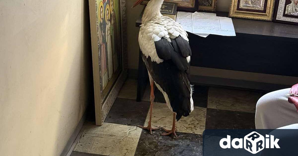 Историята на премръзнал щъркел спасил се от студа в малък