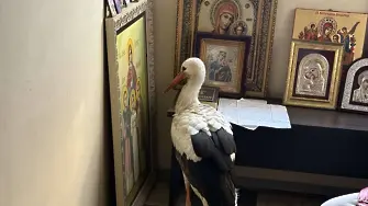 Щъркел се спаси от студа пред икона в параклис