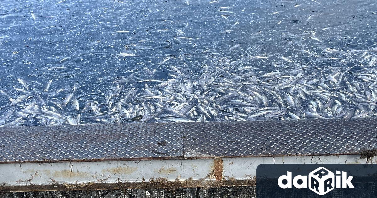 Сигнал за огромно количество умряла риба в предприятие за рибовъдство