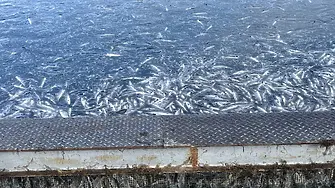 Огромно количество умряла риба открито в рибно стопанство край Карлово