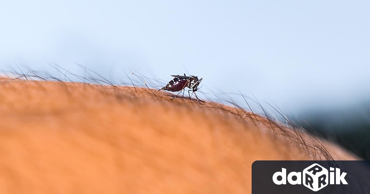 Вече е регистриран първият случай на треска чикунгуня в България