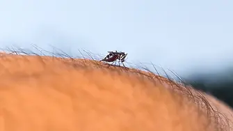 Първи случай на треска чикунгуня в България