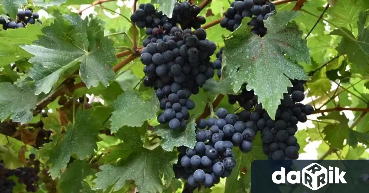 На16 тиянуарисе отбелязва професионалния празник на работещите в сферата на