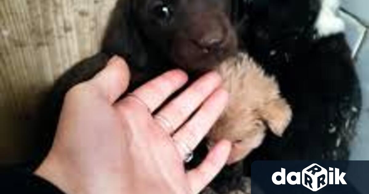 Сериозно нарушение на пътя беше засечено от мобилна полицейска камера