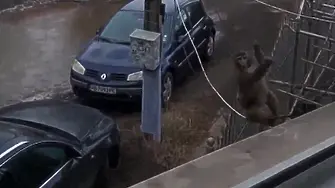 Маймуна с памперс обикаля столичния квартал „Люлин”