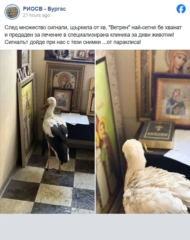  Щъркел се избави от студа пред икона в параклис 