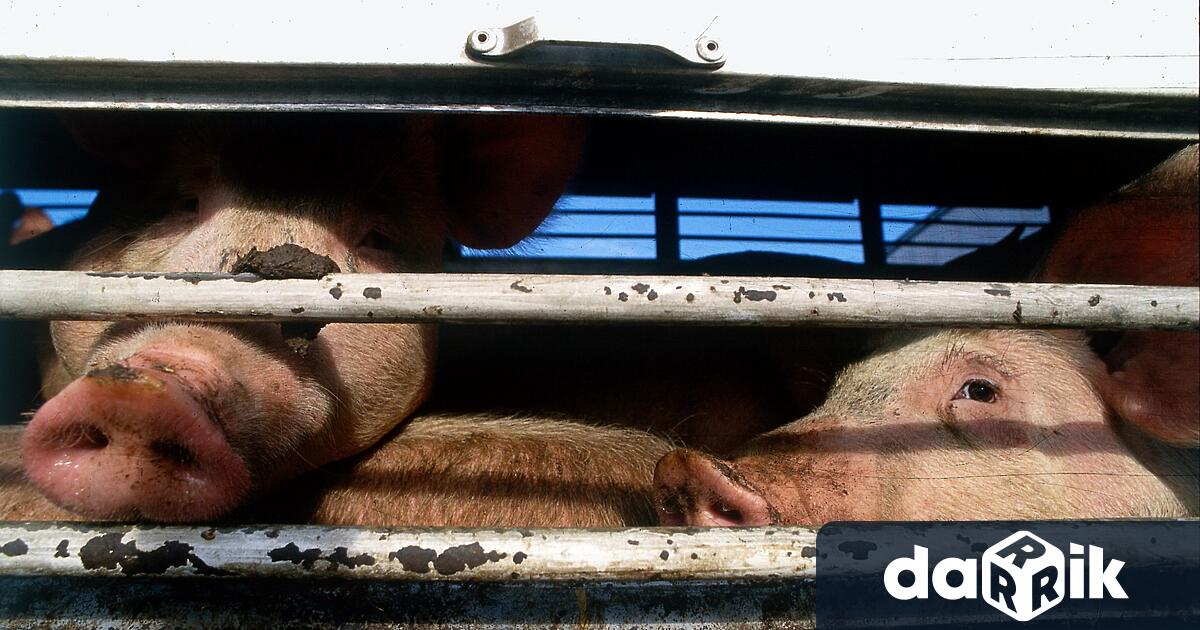 Tоварен автомобил превозващ прасета се запали в ранния следобед на