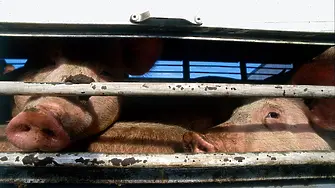 Камион, превозващ прасета, се запали на пътя Хасково – Димитровград