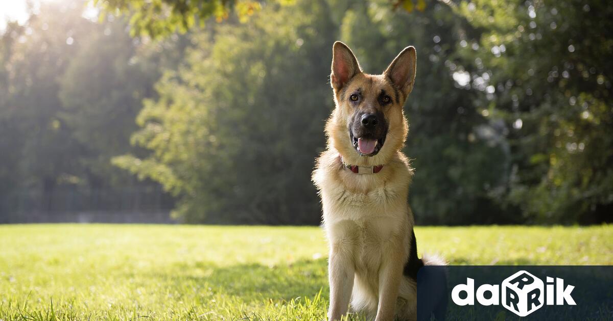 Община Мездра напомня на собствениците на домашни кучета че съгласно