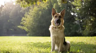 Община Мездра напомня, че до 31 март трябва да се заплати годишната такса за притежаване на домашни кучета