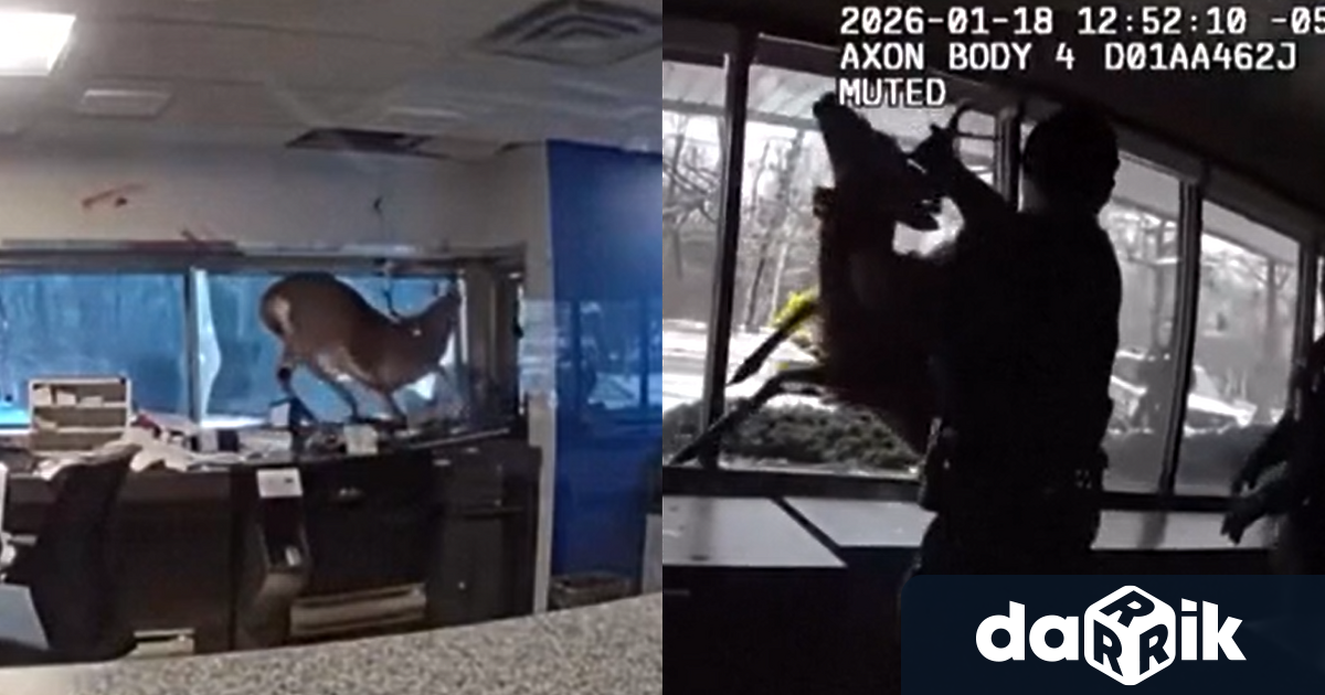 Необичаен опит за обир край Ню Йорк – елен нахлу