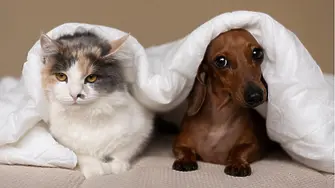 Те не могат да кажат, че ги боли: 5 често пренебрегвани  проблема при домашните любимци