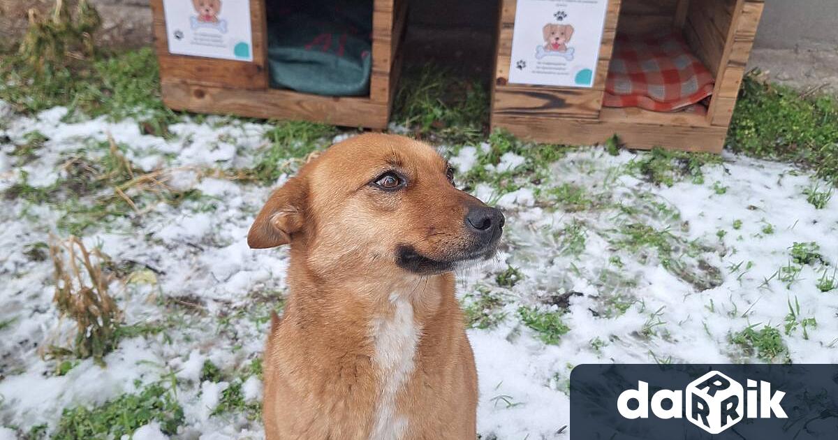 В рамките на съвместна инициатива на Община Видин и Общински