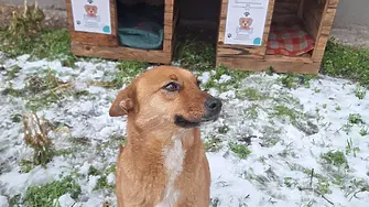 12 къщички за безстопанствени кучета са поставени във Видин