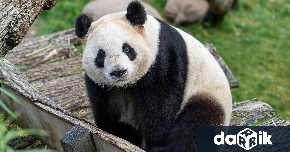 Стотици хора се стекоха в зоопарка в Токио за да