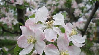 10-ти февруари е Ден на пчеларя