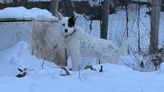 Изведоха последната жертва на мъчителите на животни в Царевец