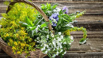 Билкосъбирачи, лечебни растения, знания и творчество  в нов детски клуб на НЧ  „Развитие–1869“ – Враца