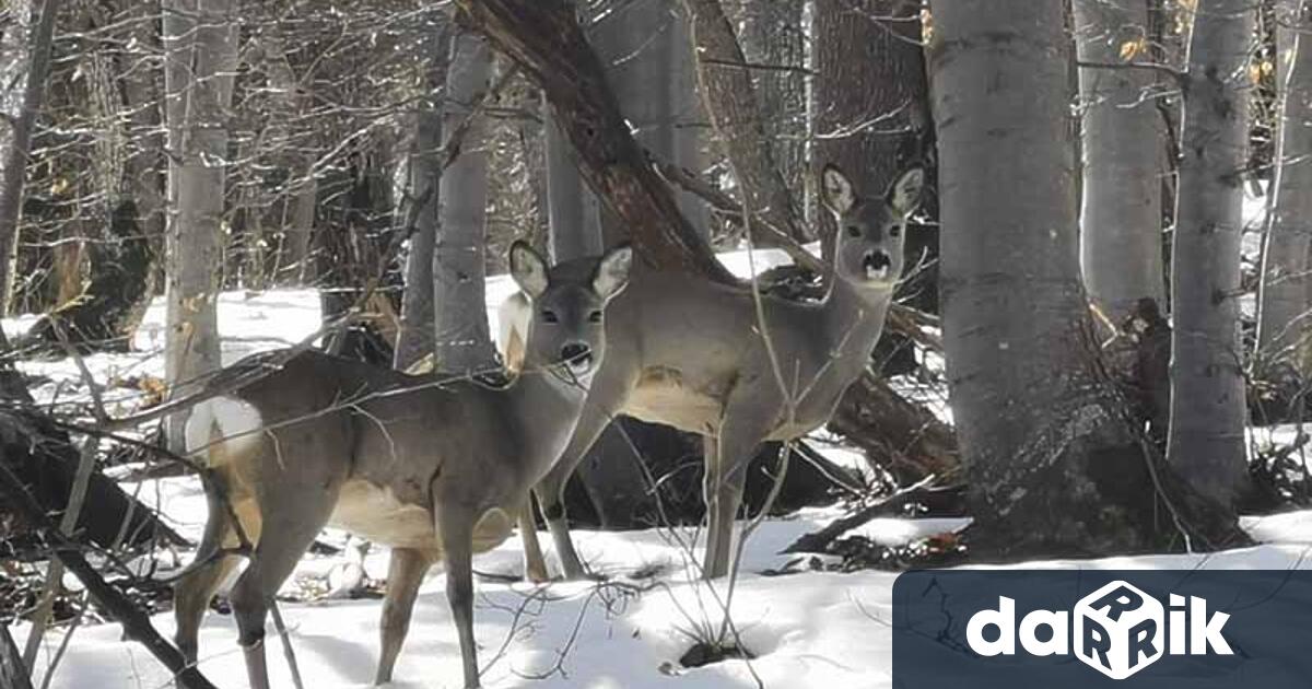 Kошути в горска територията намираща се в землището на Твърдица