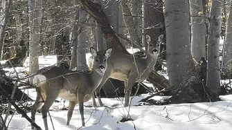 Криминално проявен уби кошути в землището на Твърдица