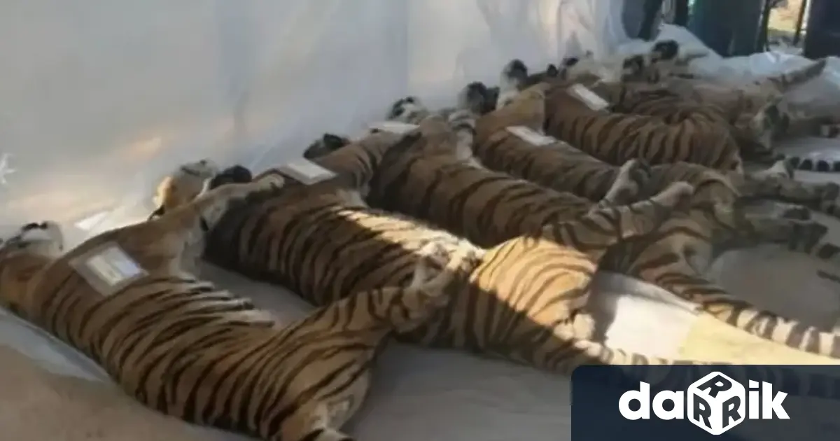 72 тигъра внезапно починаха в приключенски парк в Тайланд Предполага
