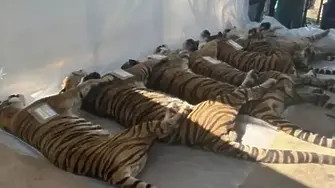 72 тигъра внезапно умряха в увеселителен парк