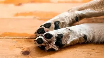 Разследват смъртта на 2 кучета, намерени на брега на р.Арчар