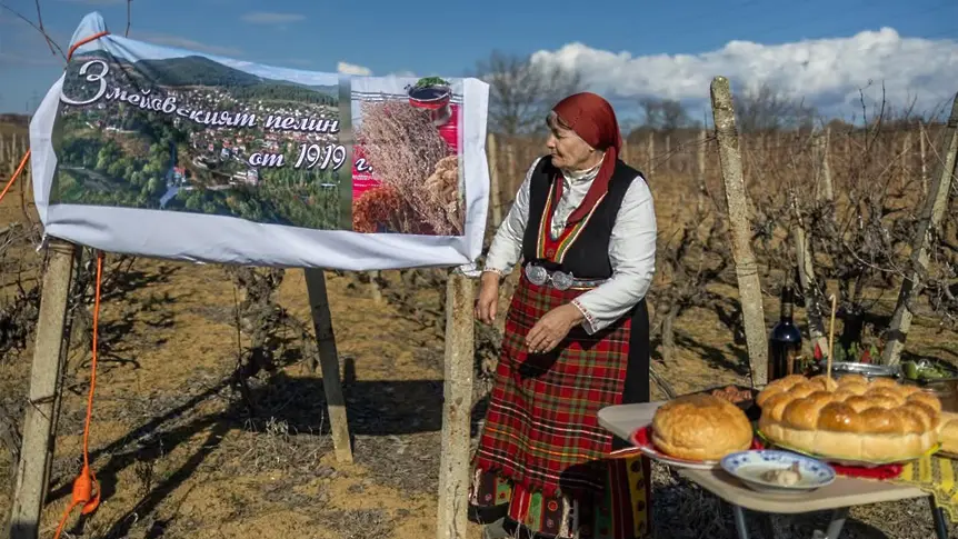 От старите тефтери до дигиталния свят: каква е тайната за  приготвянето на змейовския пелин?