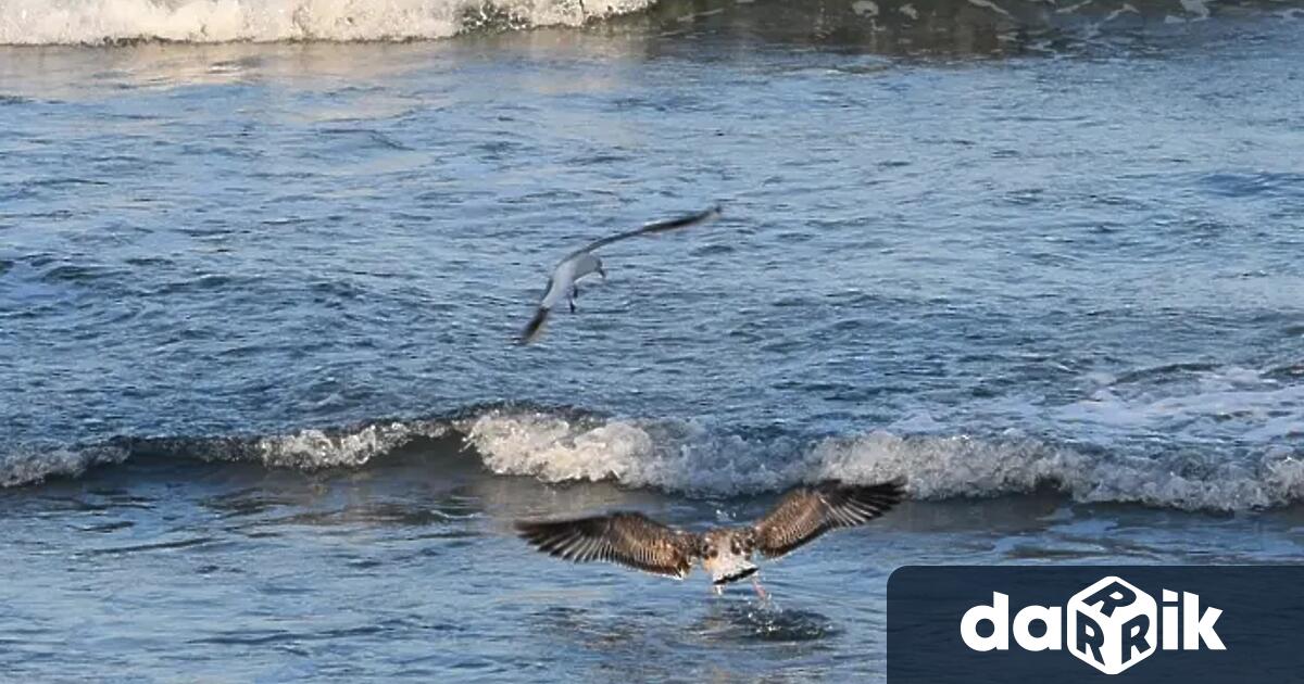 Земетресение в Черно море Трусът е на дълбочина 15 8 км