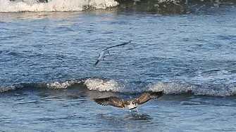 Земетресение в Черно море