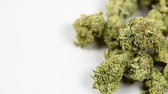 Полицията откри 600 гама канабис в корените на дърво