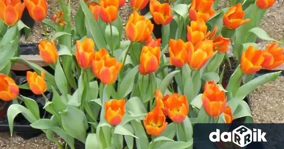 нес се отбелязва Международният ден на жената8 ми март празник който