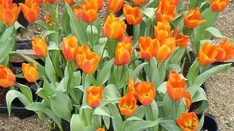 8-ми март - Ден на жената