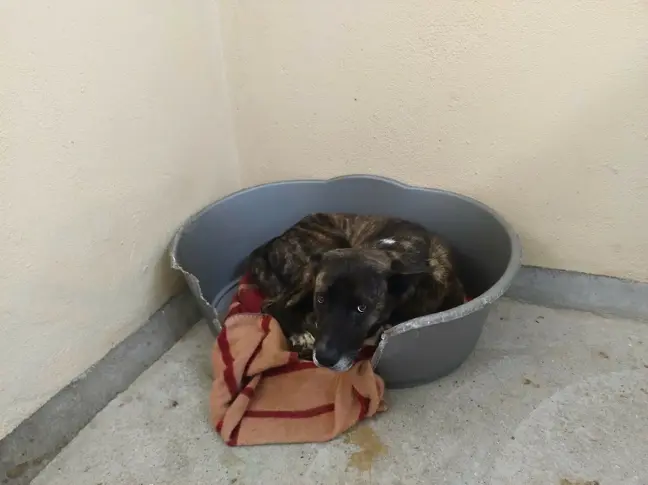 Търси се гледач на животни към звеното за намаляване популацията на безстопанствените кучета