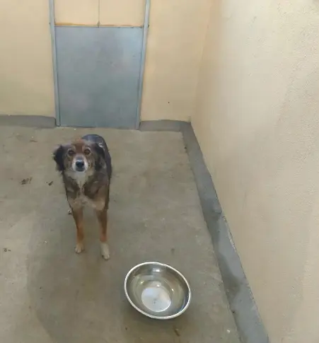 Търси се гледач на животни към звеното за намаляване популацията на безстопанствените кучета