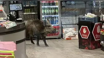 Глиган се разходи в търговски център