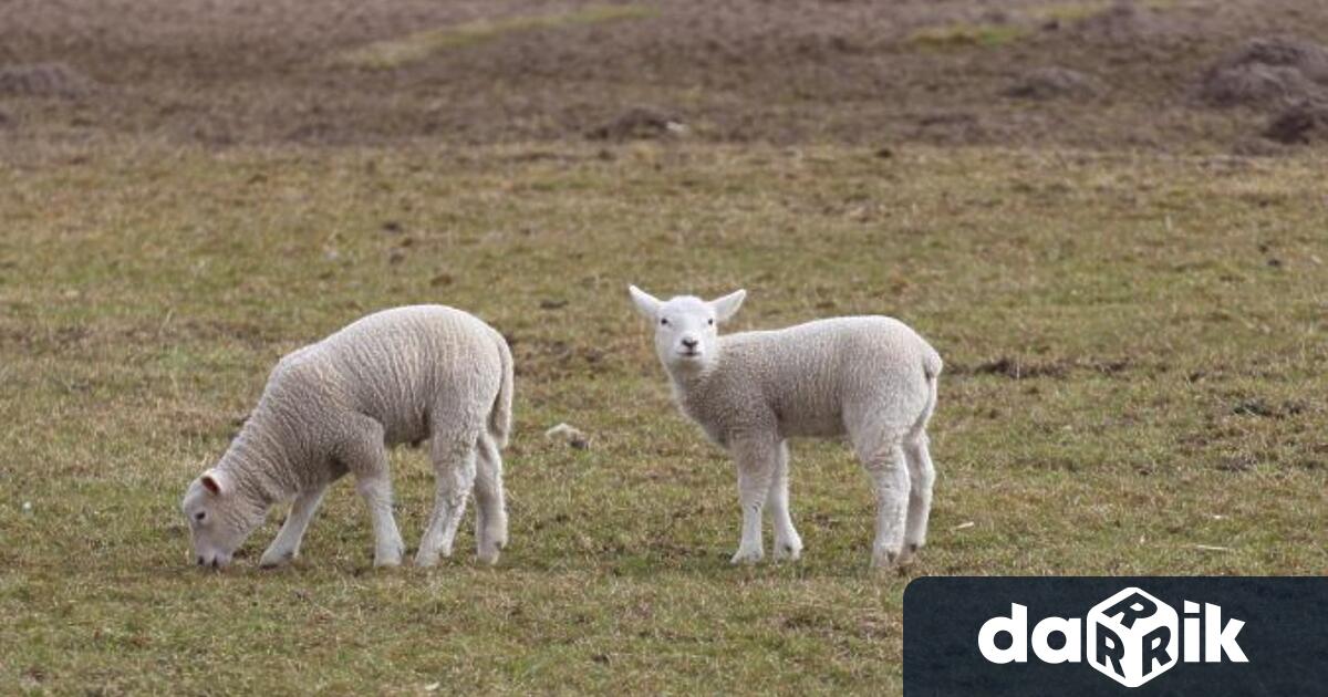 Криминалисти от участък Петолъчка към РУ Сливен са разкрили кражба на