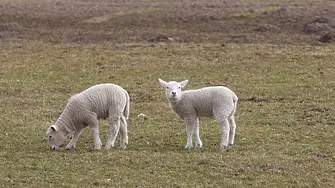 Задържаха криминално проявени, за кражба на 50 агнета от животновъден комплекс край Сливен