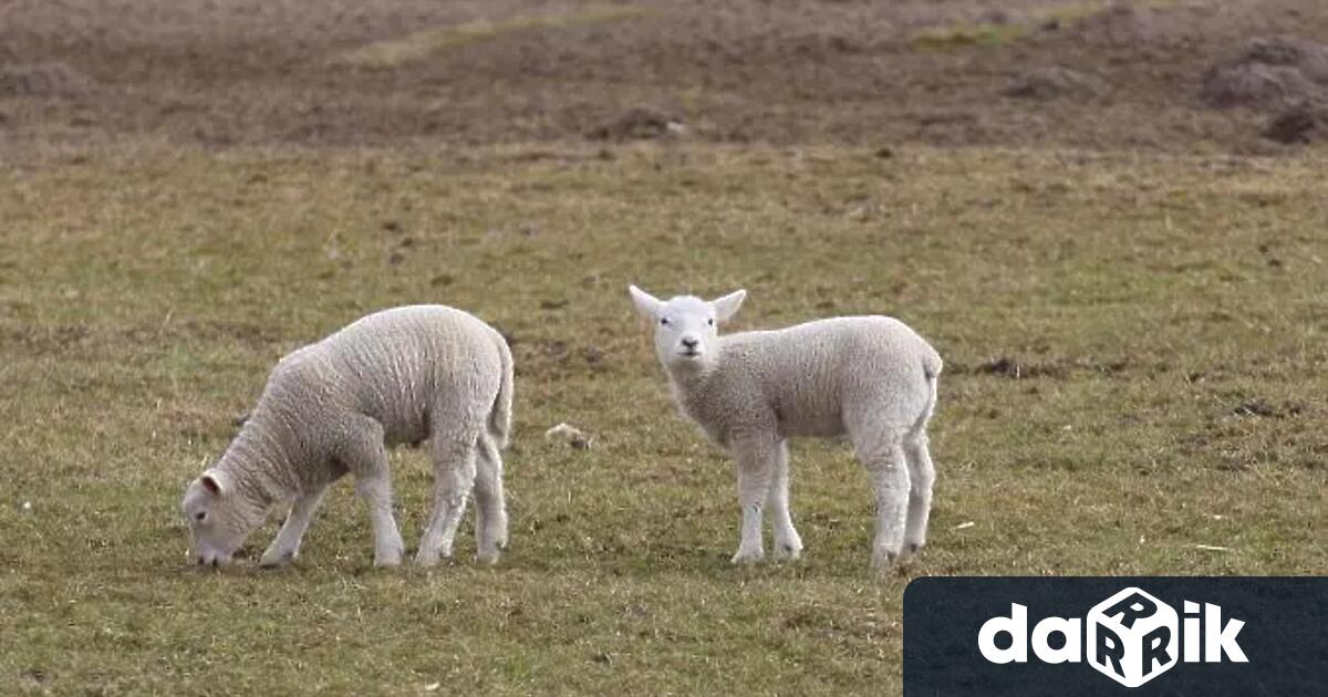 През изминалата седмица благодарение на БАБХ и МВР бяха намерени